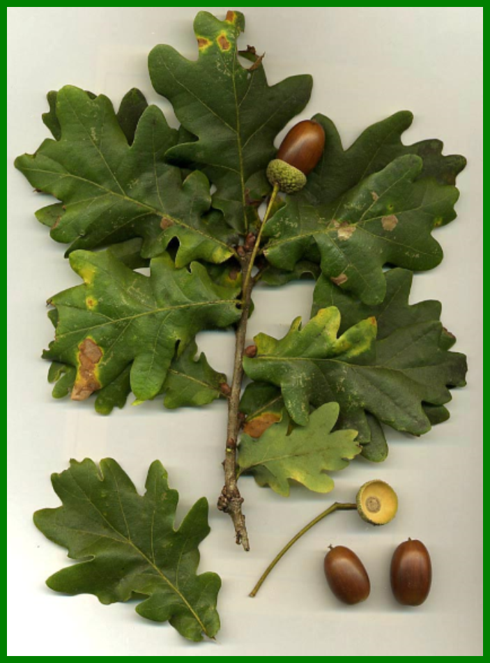 Acorn, fall forage