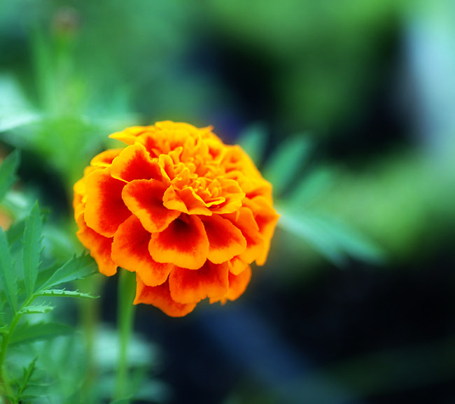 MARIGOLDS