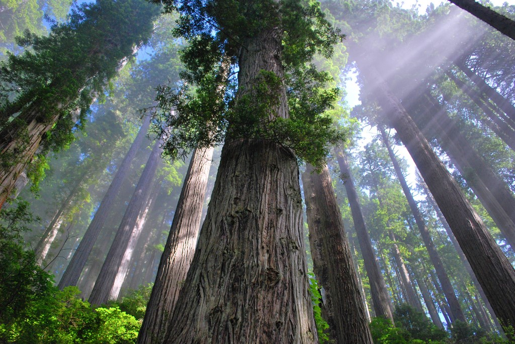 Redwood Curtain