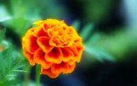 MARIGOLDS